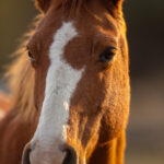 brown-horse
